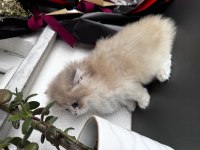British longhair erkek 2 aylık kedimiz