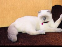 Güzeller güzeli şila british longhair