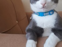 Ücretsiz kedi sahiplendirme
