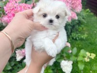 Üst Kalite Korea Maltese Yavruları