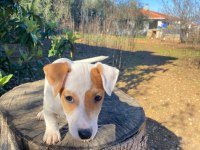 IRK VE SAĞLIK GARANTİ ORJİNAL JACK RUSSELL