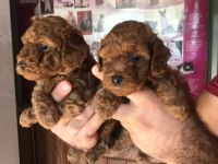 POODLE YAVRULARI ÜCRETSİZ DEĞİLDİR