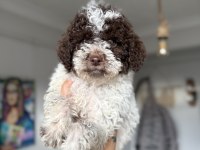 Minyatür Poodle Uygun