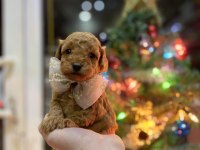 Yılbaşı çiçeklerimiz toy poodle bebekler