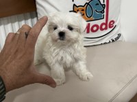 Petmode köpek çiftliğinden tea cup kore kan maltese