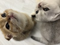 Turuncu Scottish Fold