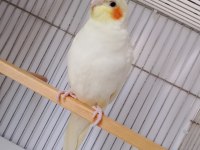 Sultan papağanı 5 aylık