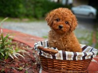 Toy Poodle Yavrular Aynı Gün Gönderim Kapıda Ödeme