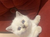 Blue point british shorthair