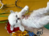 Kar beyazı british longhair yavrularım