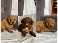 Mükemmel Kalitede Maltipoo Erkek Yavrularım