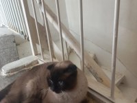 Scottish fold beyaz gri