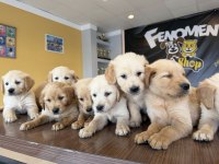 BABY FACE GOLDEN RETRIEWER YAVRULARI SAFKAN BELGELİ ANKARA