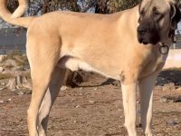 SAFKAN KANGAL YAVRULARI