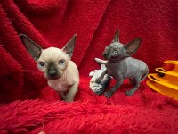 sphynx sfenks tüysüz dişi erkek yavruları