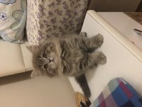 Zeka küpü british longhair