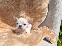 Mükemmel anatomi french bulldog yavrular