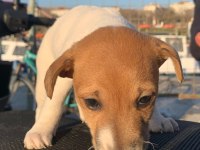 Çok güzel maskeli jack russell 1 dişi ve 1 erkek