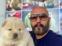 55 günlük dişi chow chow