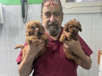 HEKİM ONAYLI MALTİPOO YAVRULARI