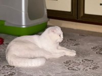 1,5 yaşında oyuncu sağlıklı scottish fold