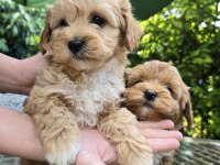 0 numara eğitimli maltipoo yavrularımız