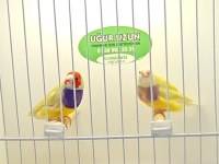 Gouldian finch (gökkuşağı ispinozu)