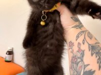 Scottish Fold Dişi Çikolata Bitter Bebek