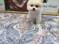 En Güzel Pomeranian Boo Yavrualar