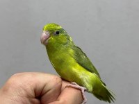 Forpus Yavru Papağanlarımız Gönderilir