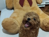 Acil Toy Poodle