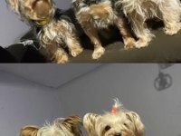 Saf Kan Yorkshire Terrier