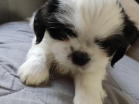 Shih tzu bebekler