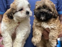 Shih Tzu yavrularımız