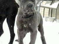 Estetikli Black ve Blue Cane Corso Yavrular