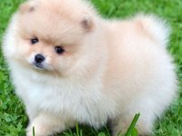 POMERANİAN BOO YAVRULAR