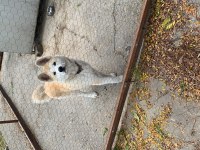 Özenle bakılmış, aşıları tam 6 aylık akita