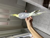 Evcil erkek sultan papağanı