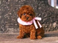 Mini boy xs ırk ve sağlık garantili kore poodle bebekler