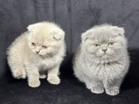 Ayı surat british shorthair yavrular
