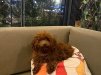 Mikro Boy Bebekler ve 4 Aylık Dişi DarkRed Toy Poodle