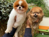 Pomeranian yavrular