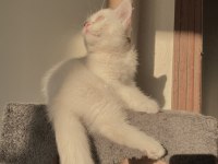 ERKEK YAVRU KEDİMİZ