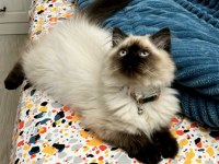 Acil mama karşılığında verilecek birman kedisi