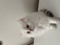 British Longhair Yavrular