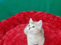 British shorthair sevimli yavrumuz
