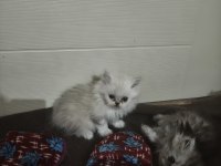 Chinchilla kediler