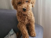 Maltipoo Ve Toy Poodle