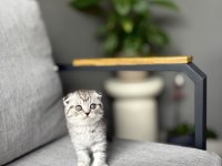 SCOTTISH FOLD SEVİMLİ YAVRULARIM 