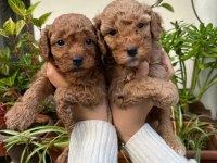 MÜKEMMEL KALİTEDE TOY POODLE MİNNOŞLAR